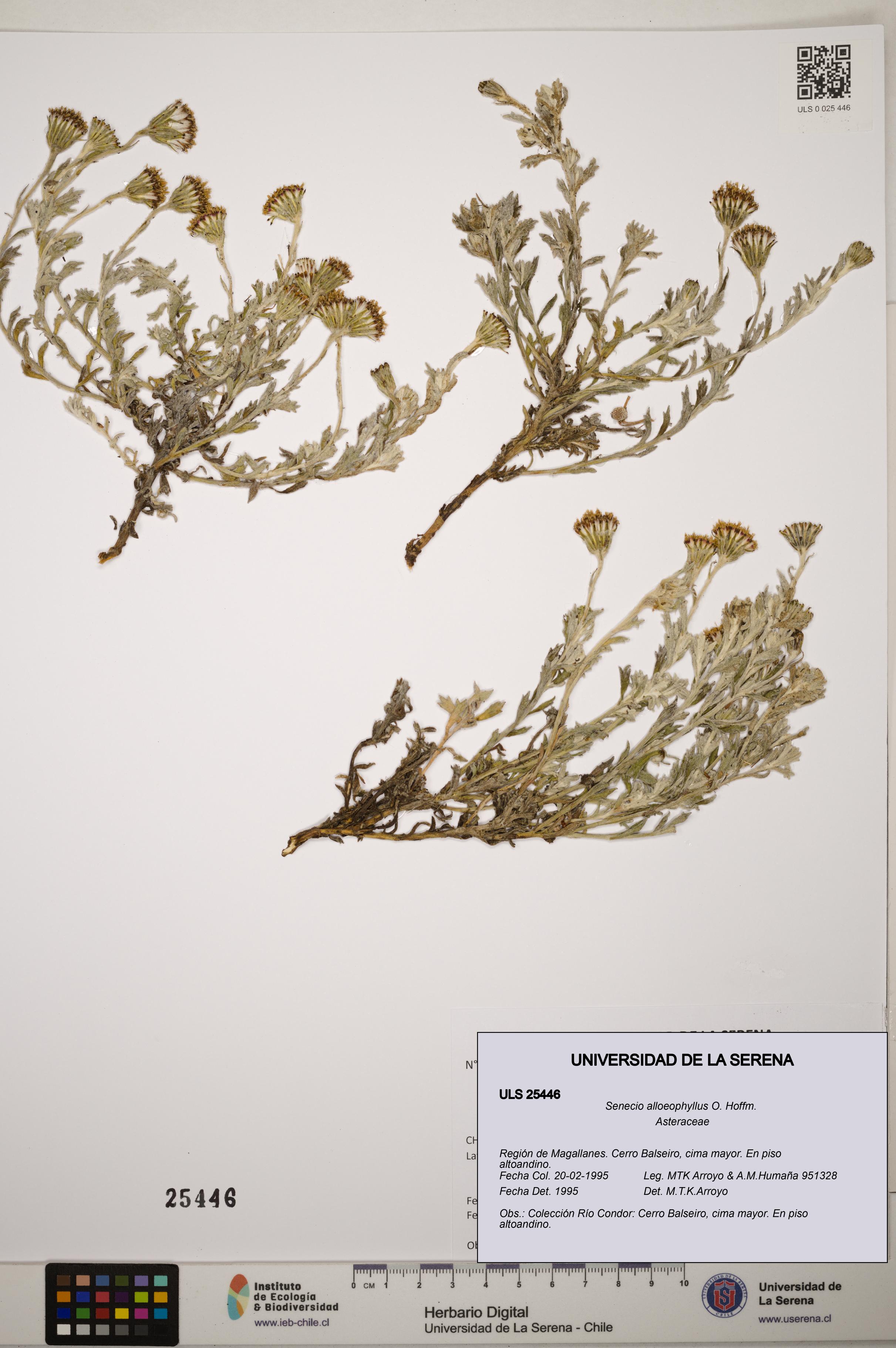 Senecio alloeophyllus [Espécimen: ]