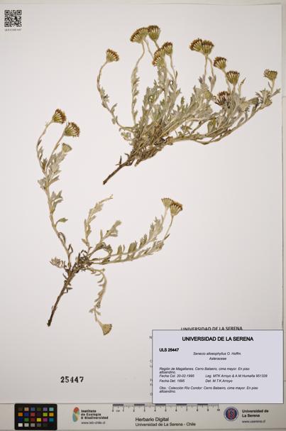 Senecio alloeophyllus [Espécimen: ]