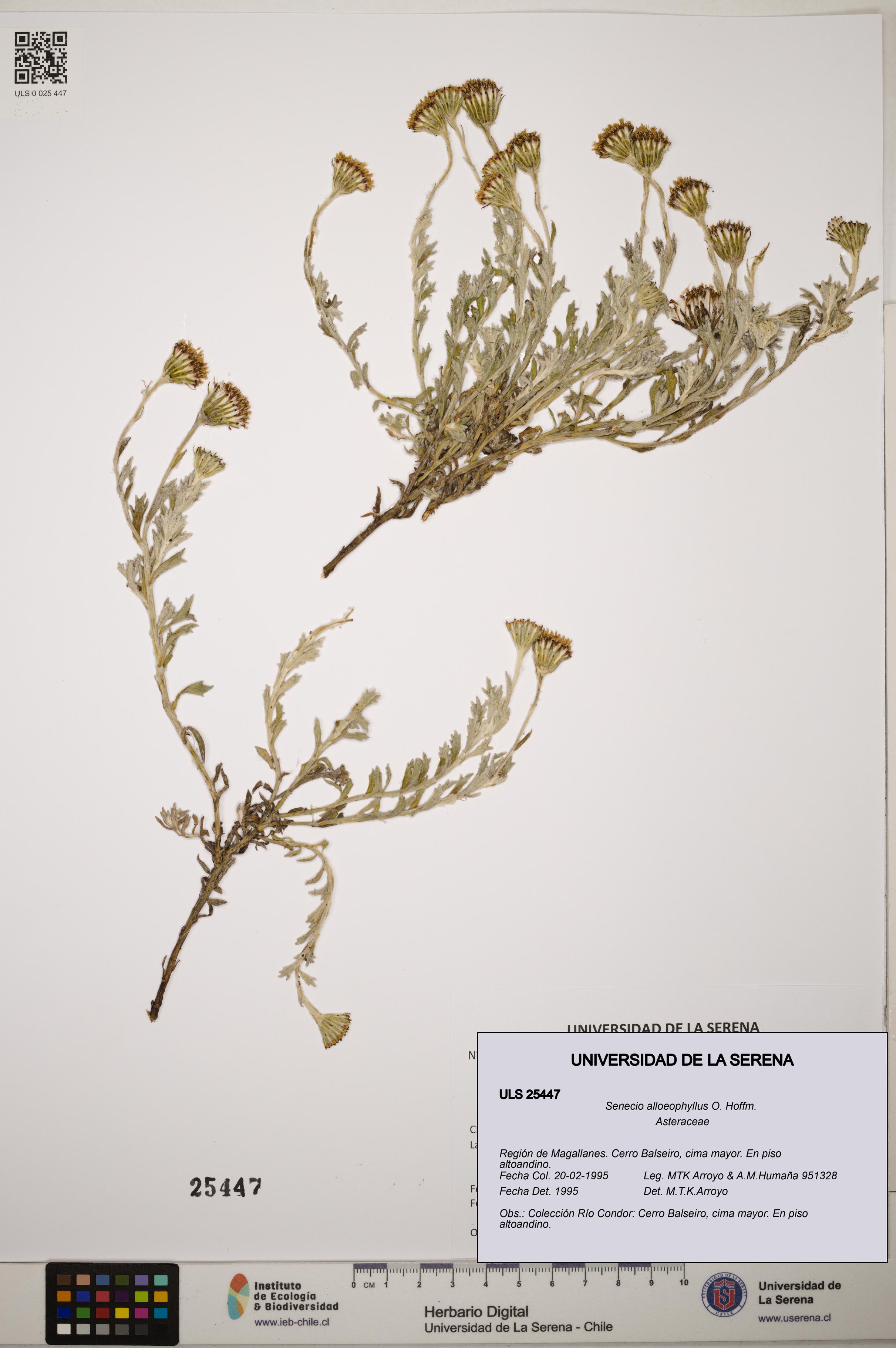 Senecio alloeophyllus [Espécimen: ]