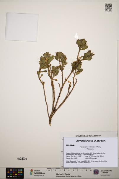 Haplopappus arbutoides [Espécimen: ]