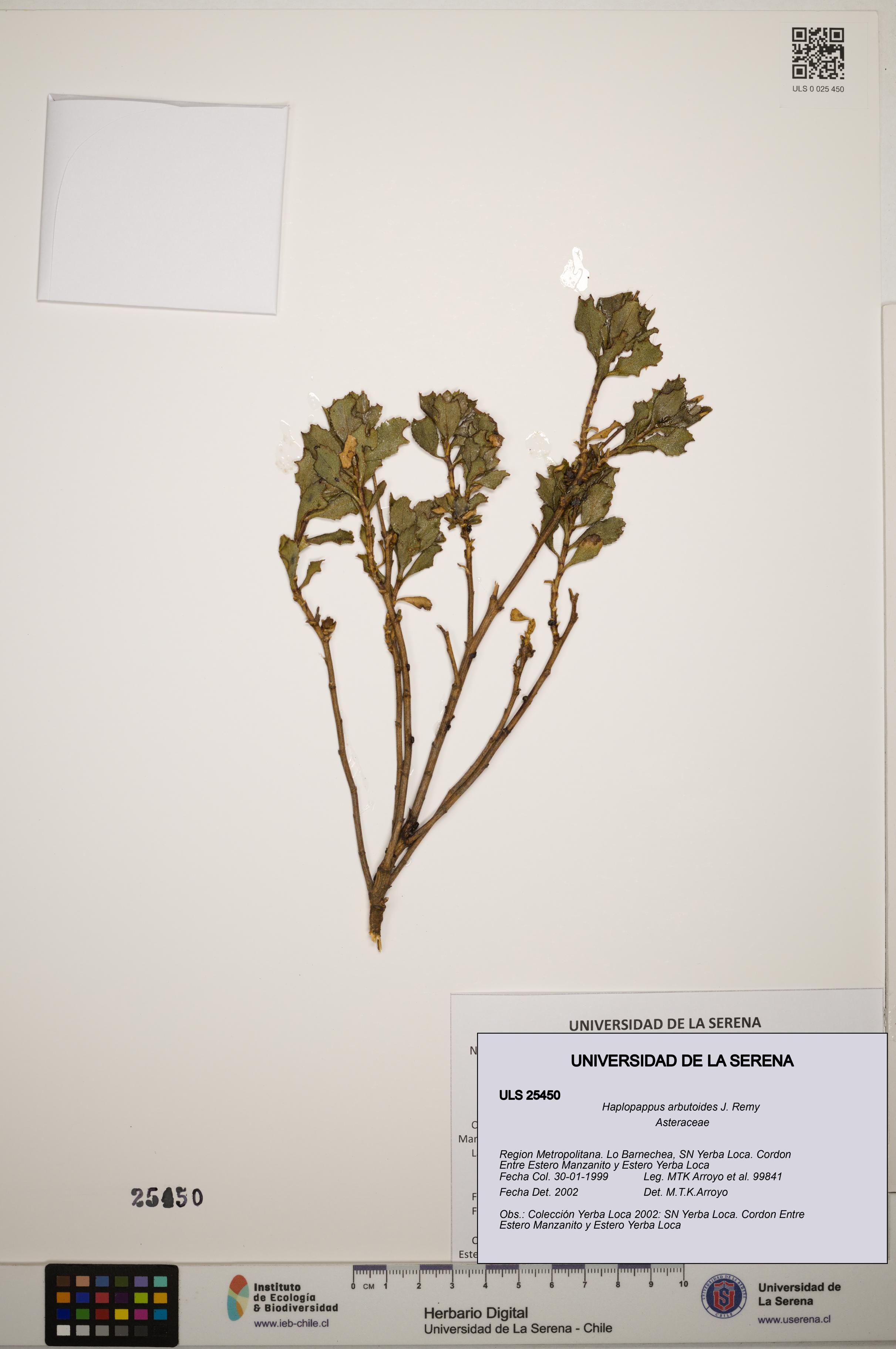 Haplopappus arbutoides [Espécimen: ]