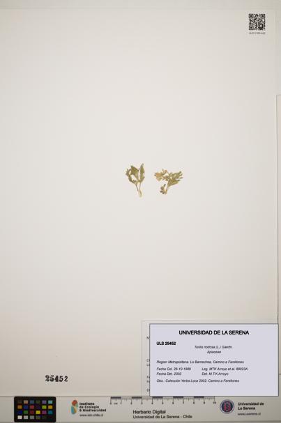Torilis nodosa [Espécimen: ]