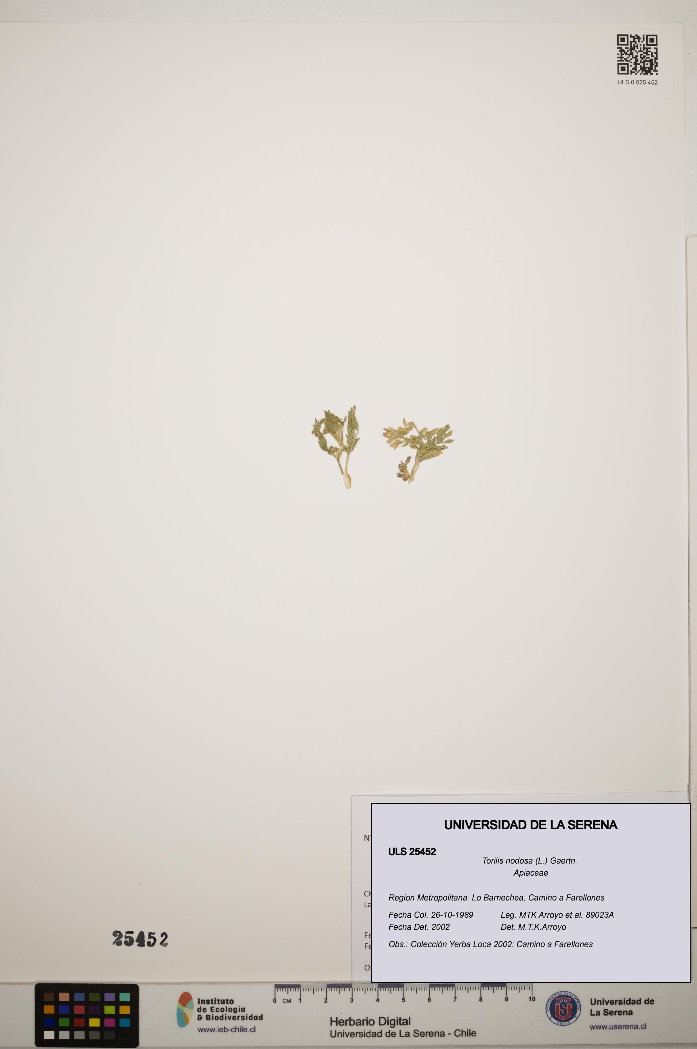 Torilis nodosa [Espécimen: ]