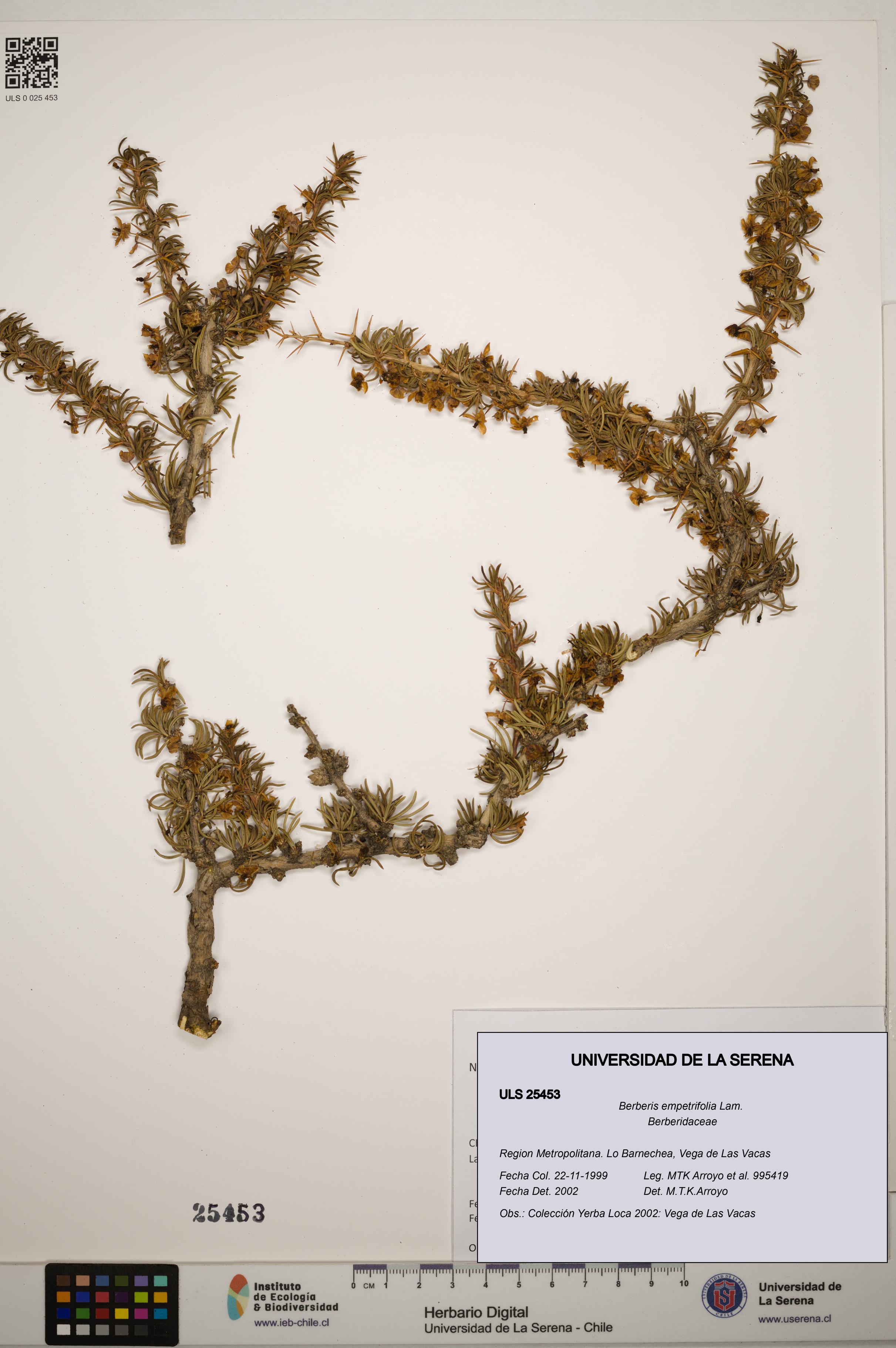 Berberis empetrifolia [Espécimen: ]