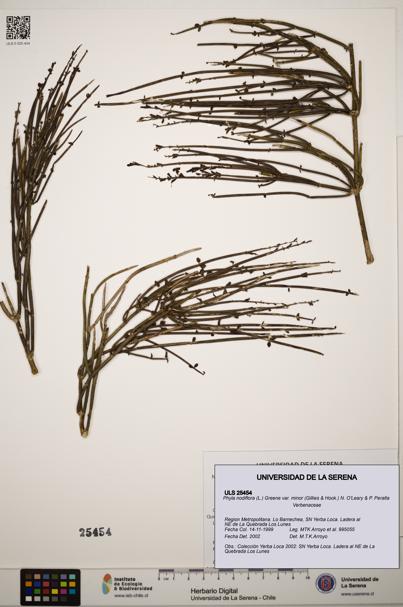 Phyla nodiflora [Espécimen: ]