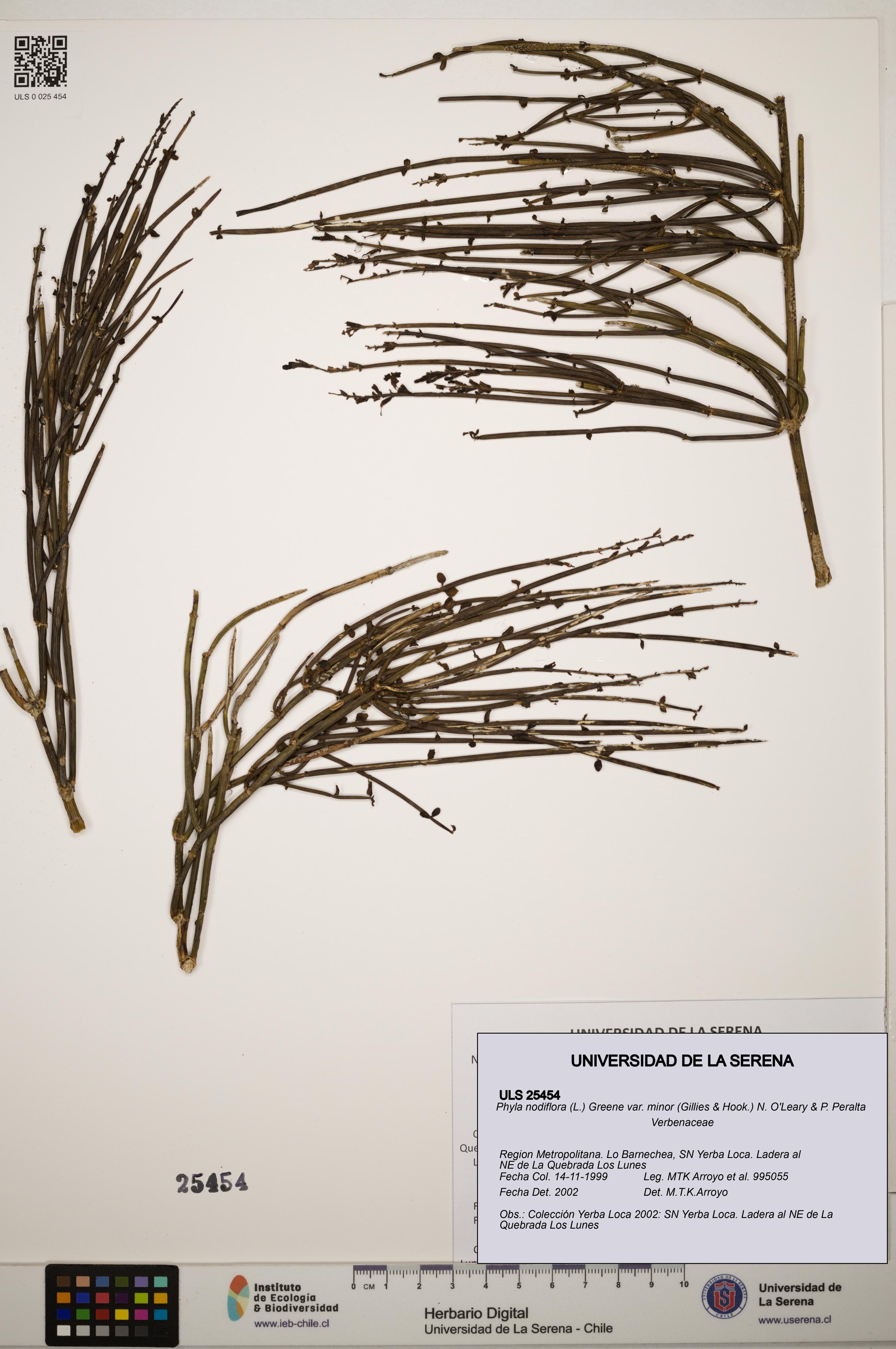 Phyla nodiflora [Espécimen: ]