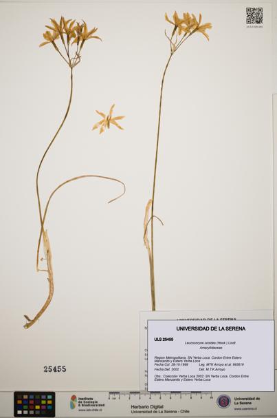 Leucocoryne ixioides [Espécimen: ]