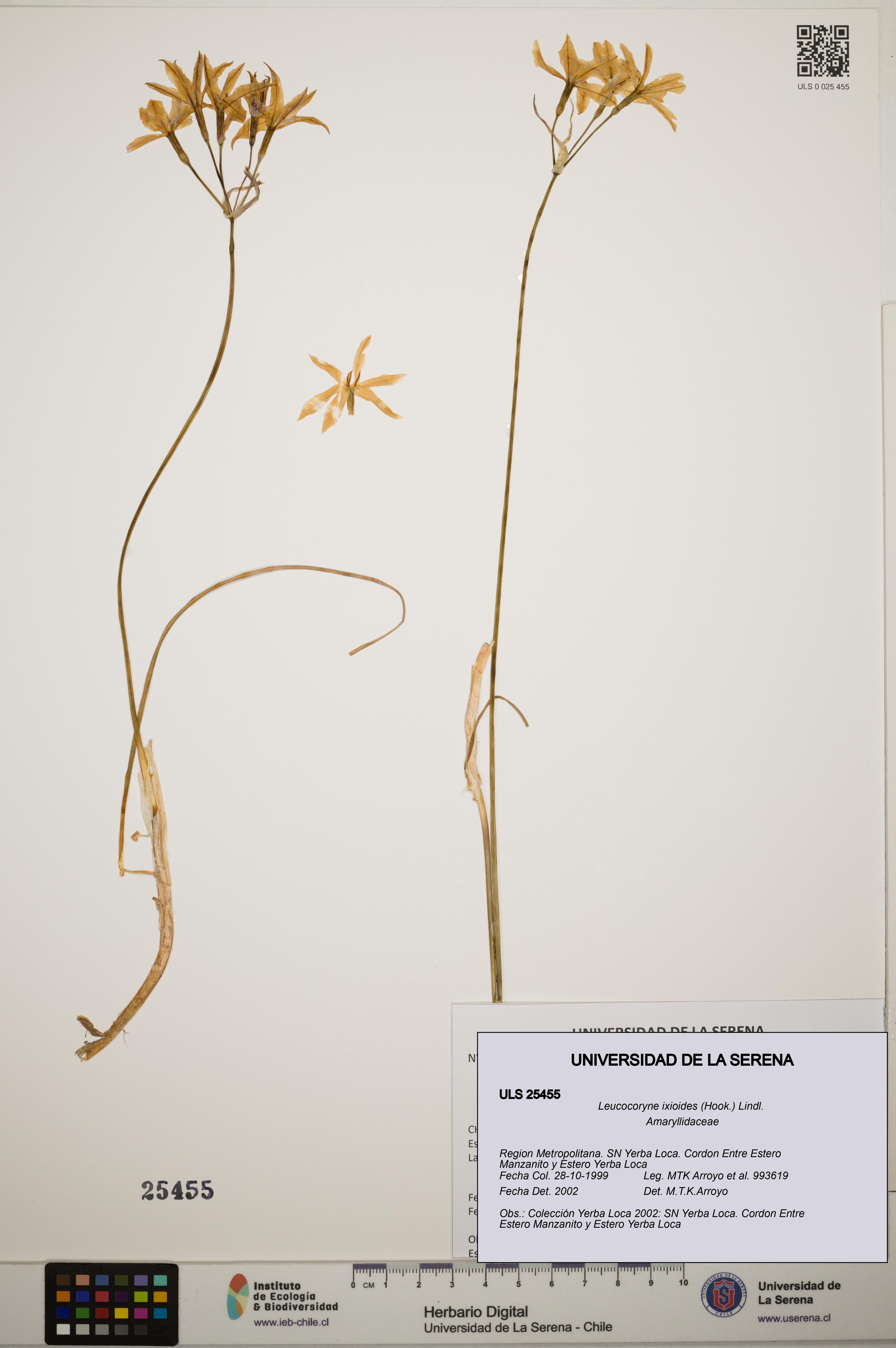 Leucocoryne ixioides [Espécimen: ]