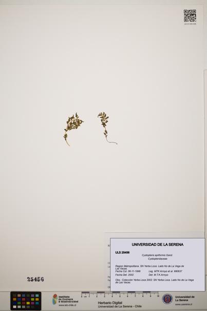 Cystopteris apiiformis [Espécimen: ]