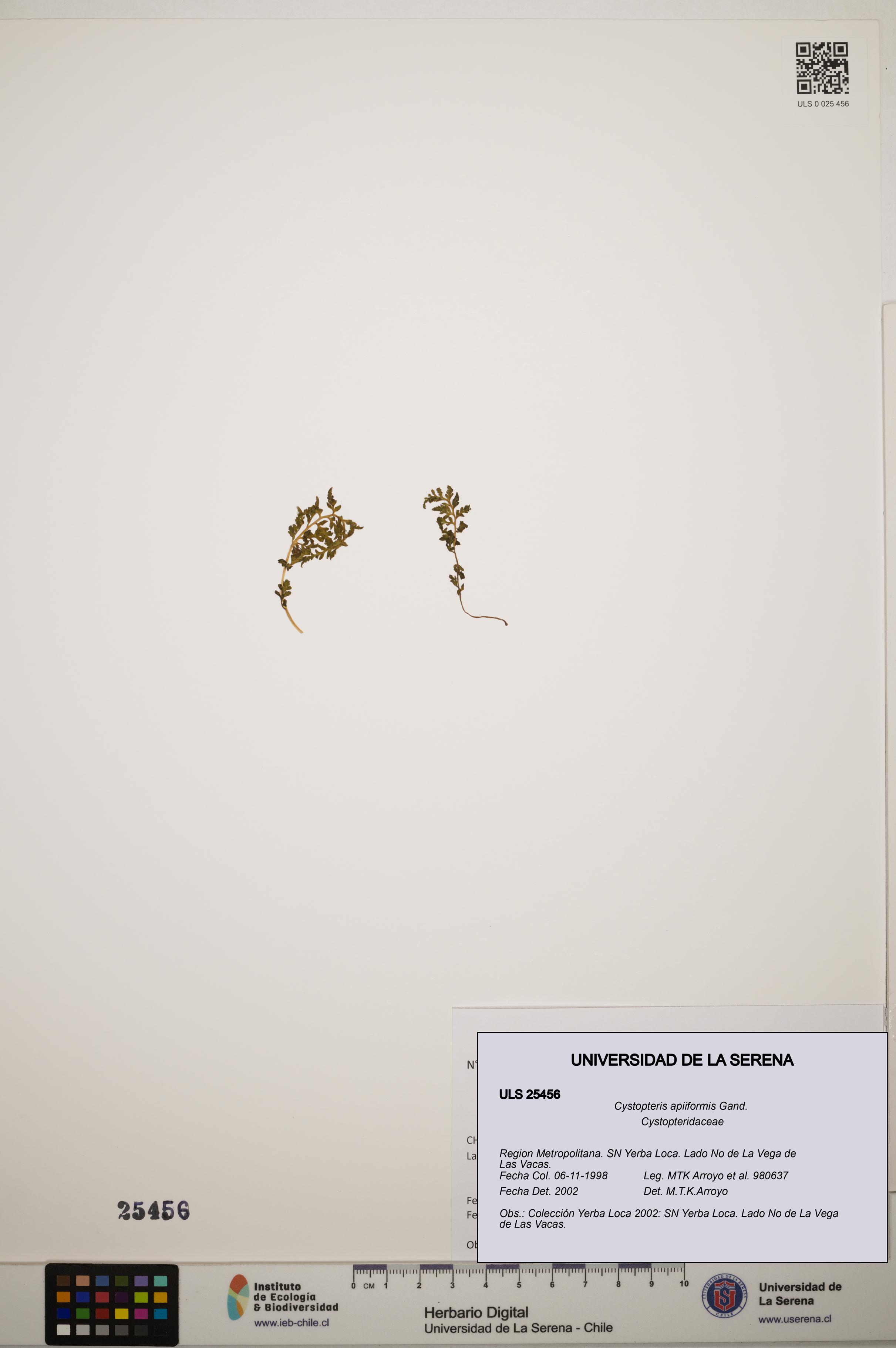 Cystopteris apiiformis [Espécimen: ]