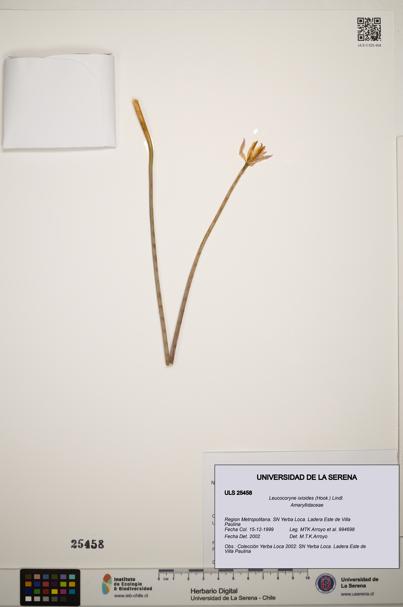 Leucocoryne ixioides [Espécimen: ]