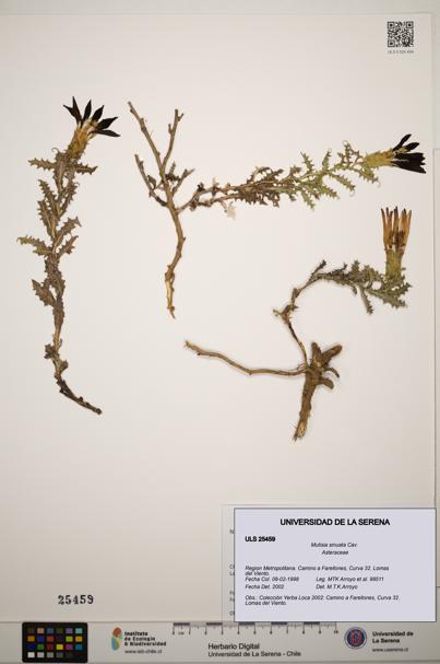 Mutisia sinuata [Espécimen: ]