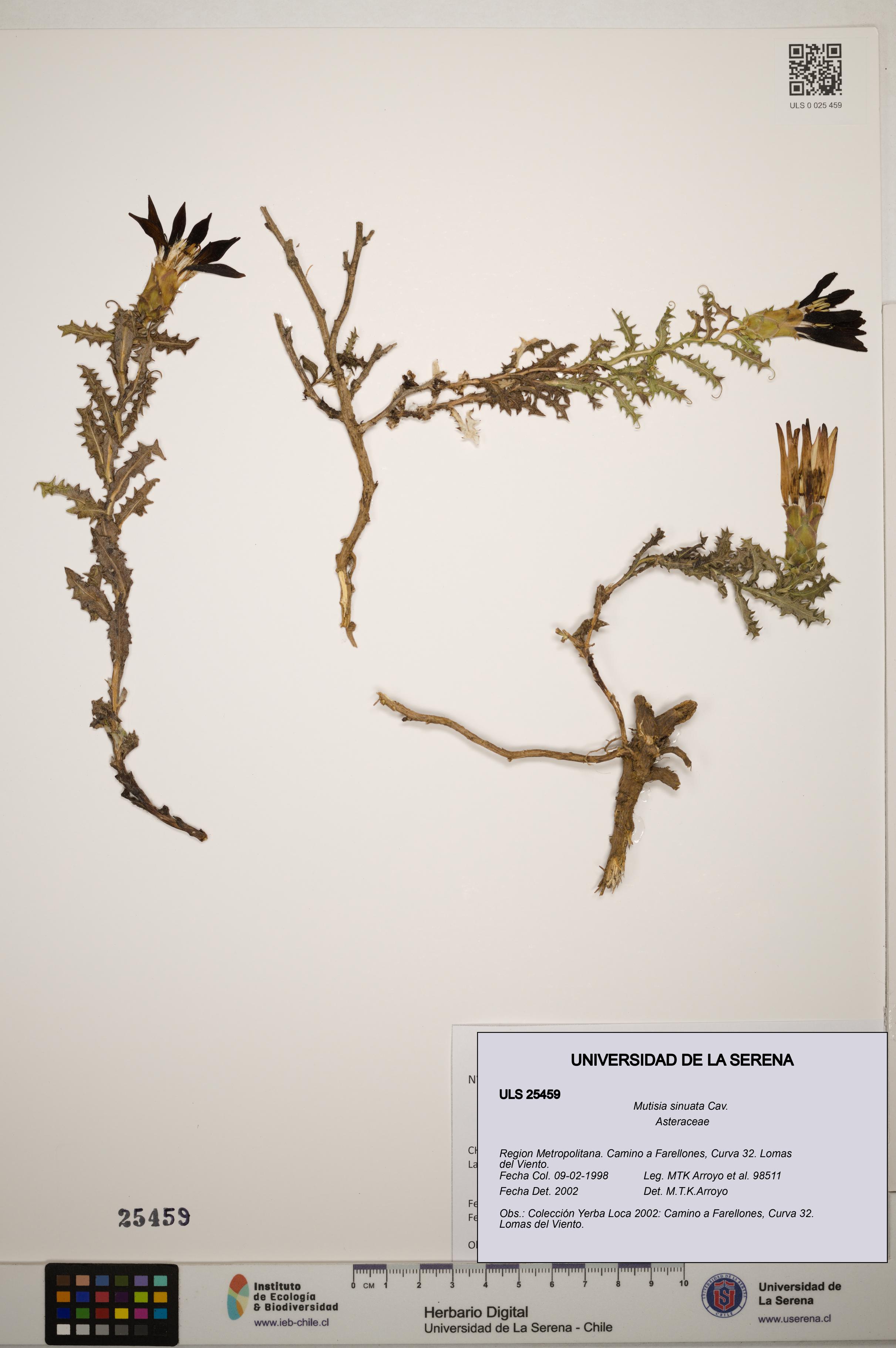 Mutisia sinuata [Espécimen: ]