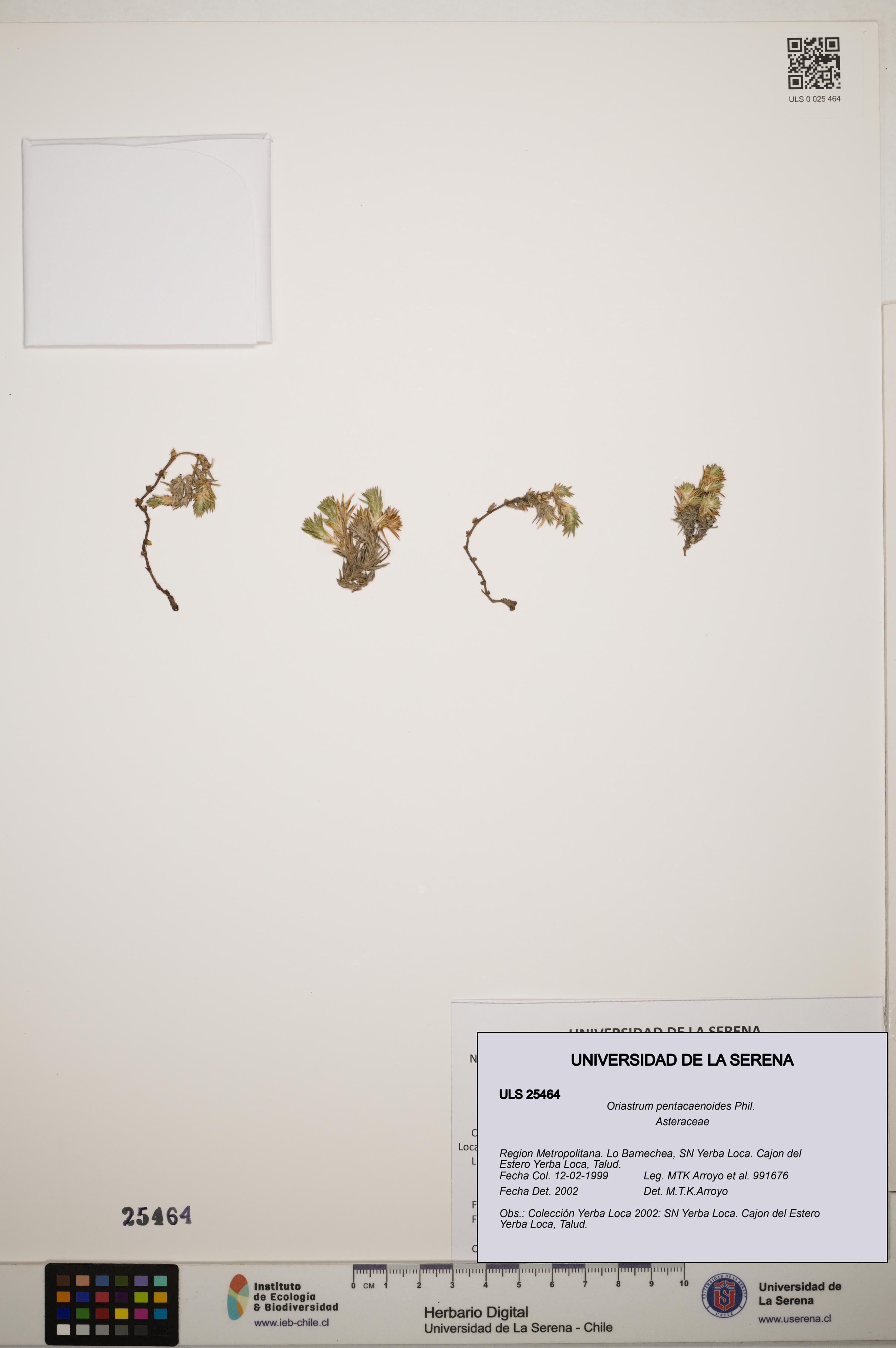 Oriastrum pentacaenoides [Espécimen: ]