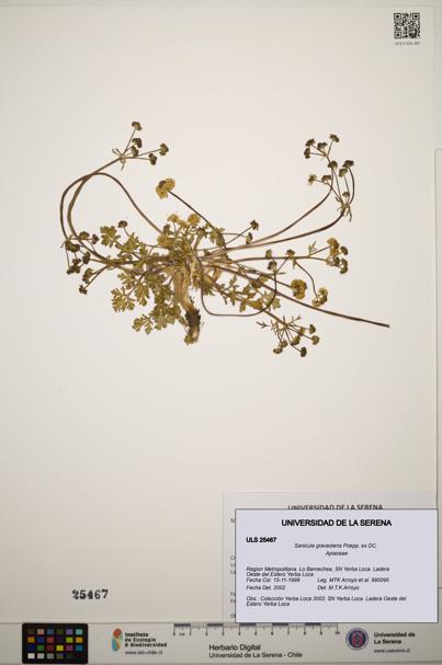 Sanicula graveolens [Espécimen: ]