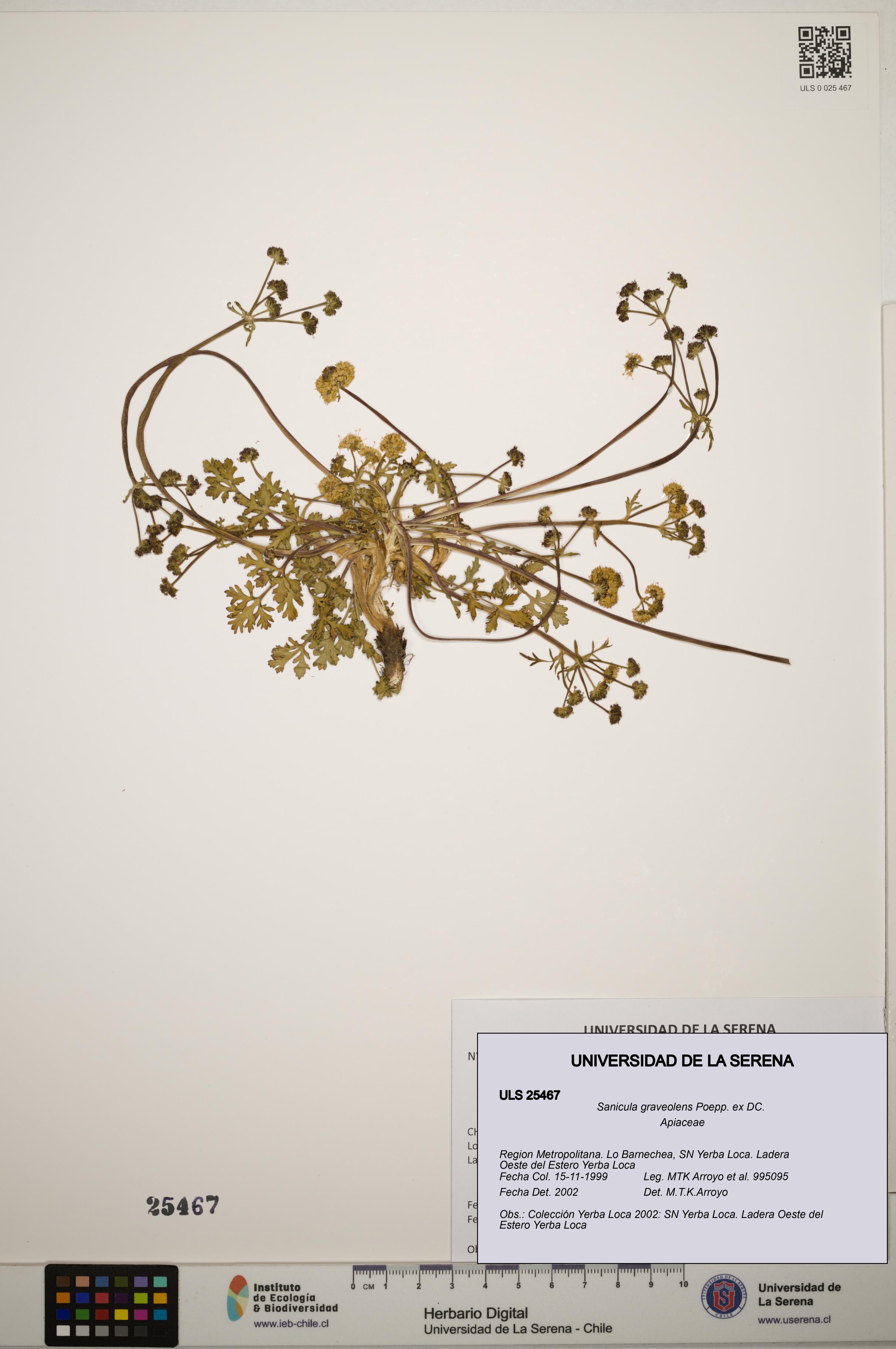 Sanicula graveolens [Espécimen: ]