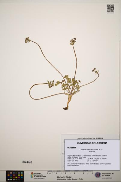 Sanicula graveolens [Espécimen: ]