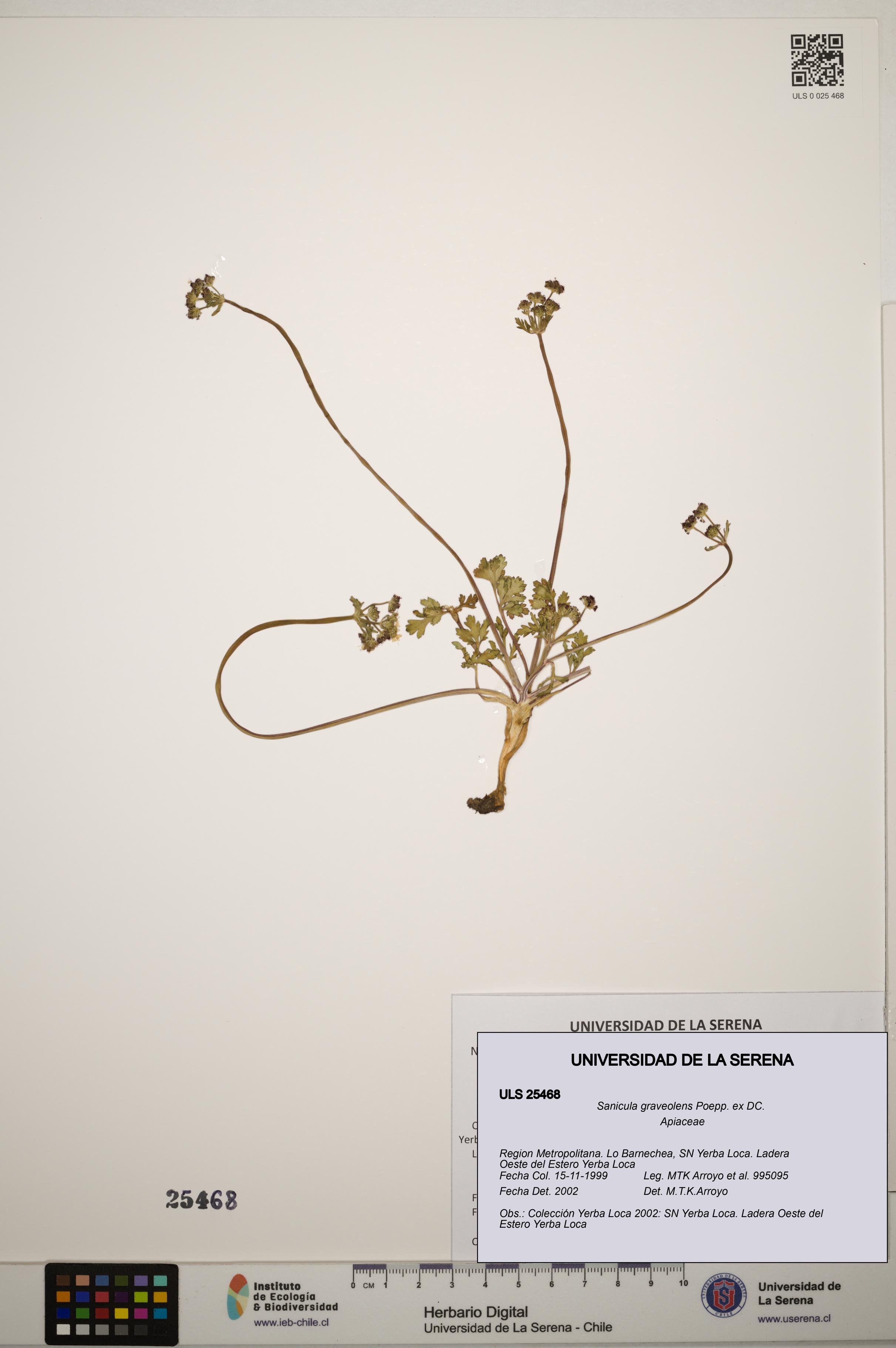 Sanicula graveolens [Espécimen: ]