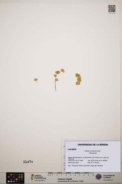 Adiantum chilense [Espécimen: ]