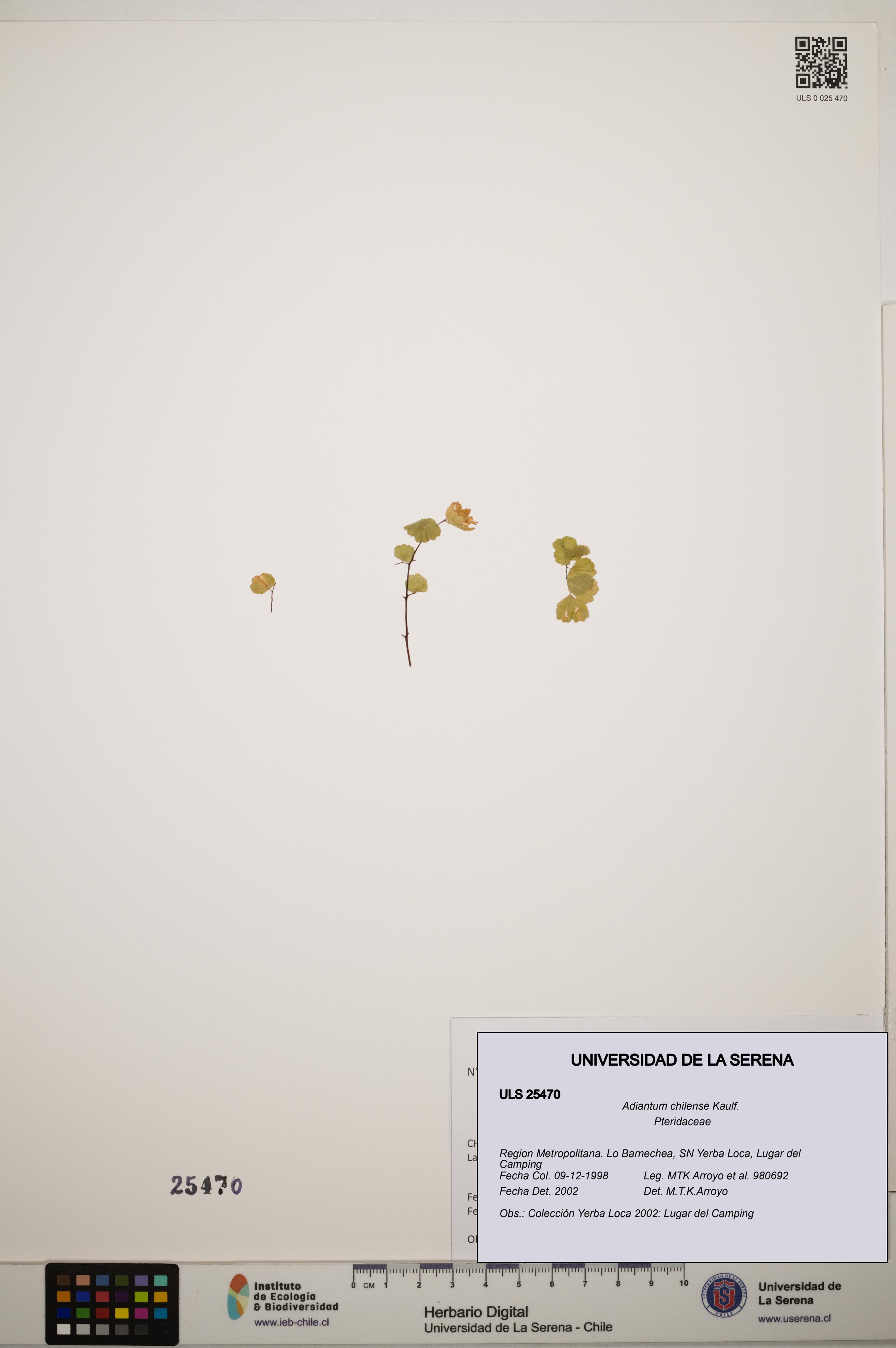 Adiantum chilense [Espécimen: ]