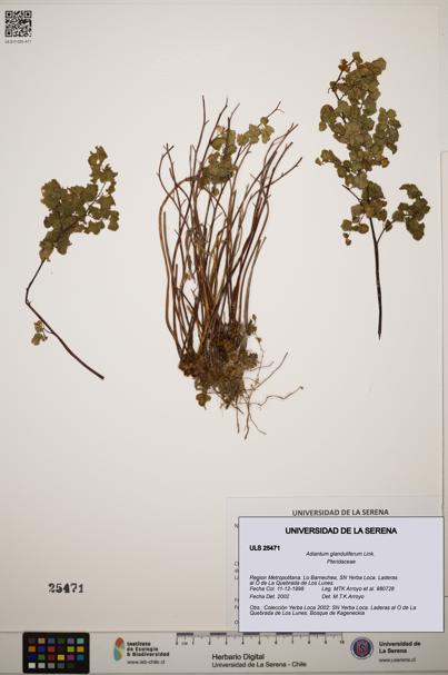 Adiantum glanduliferum [Espécimen: ]