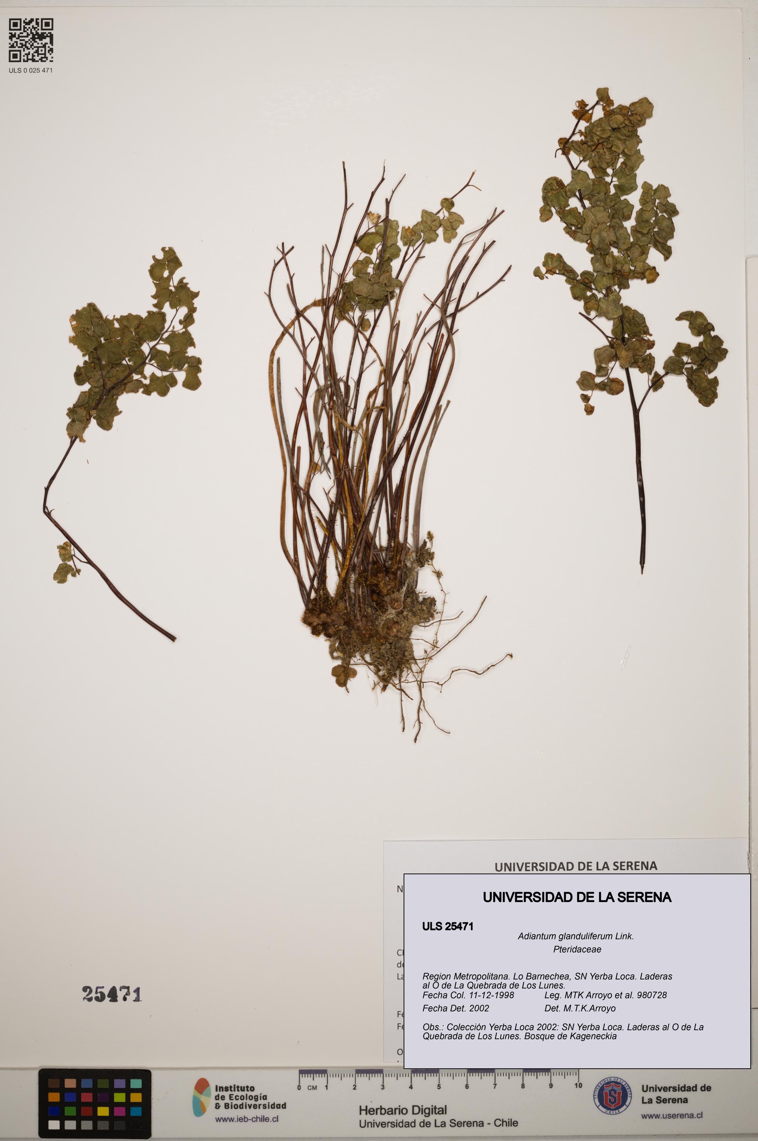 Adiantum glanduliferum [Espécimen: ]