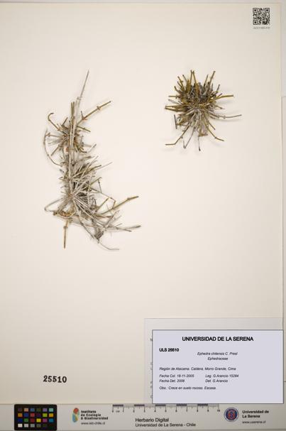 Ephedra chilensis [Espécimen: ]