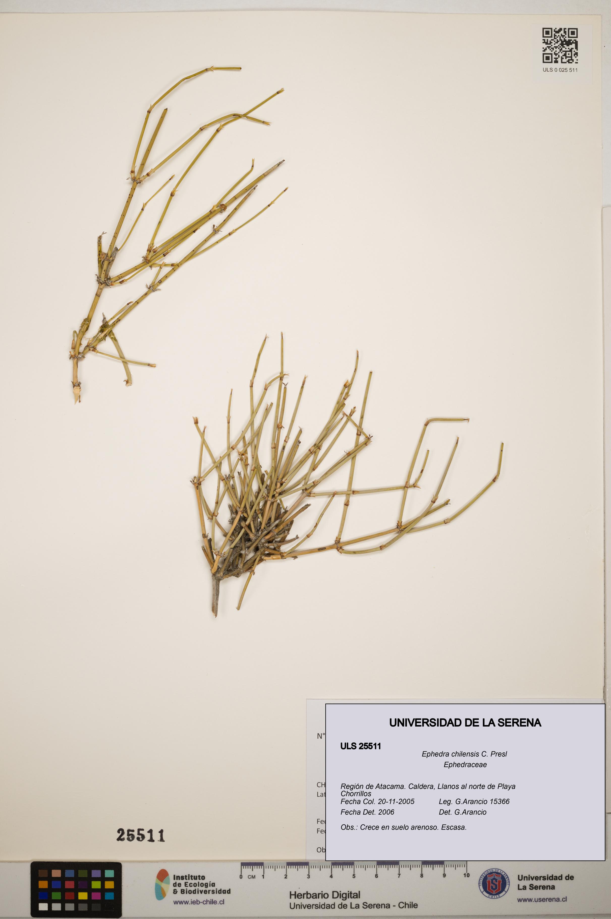 Ephedra chilensis [Espécimen: ]