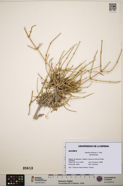 Ephedra chilensis [Espécimen: ]