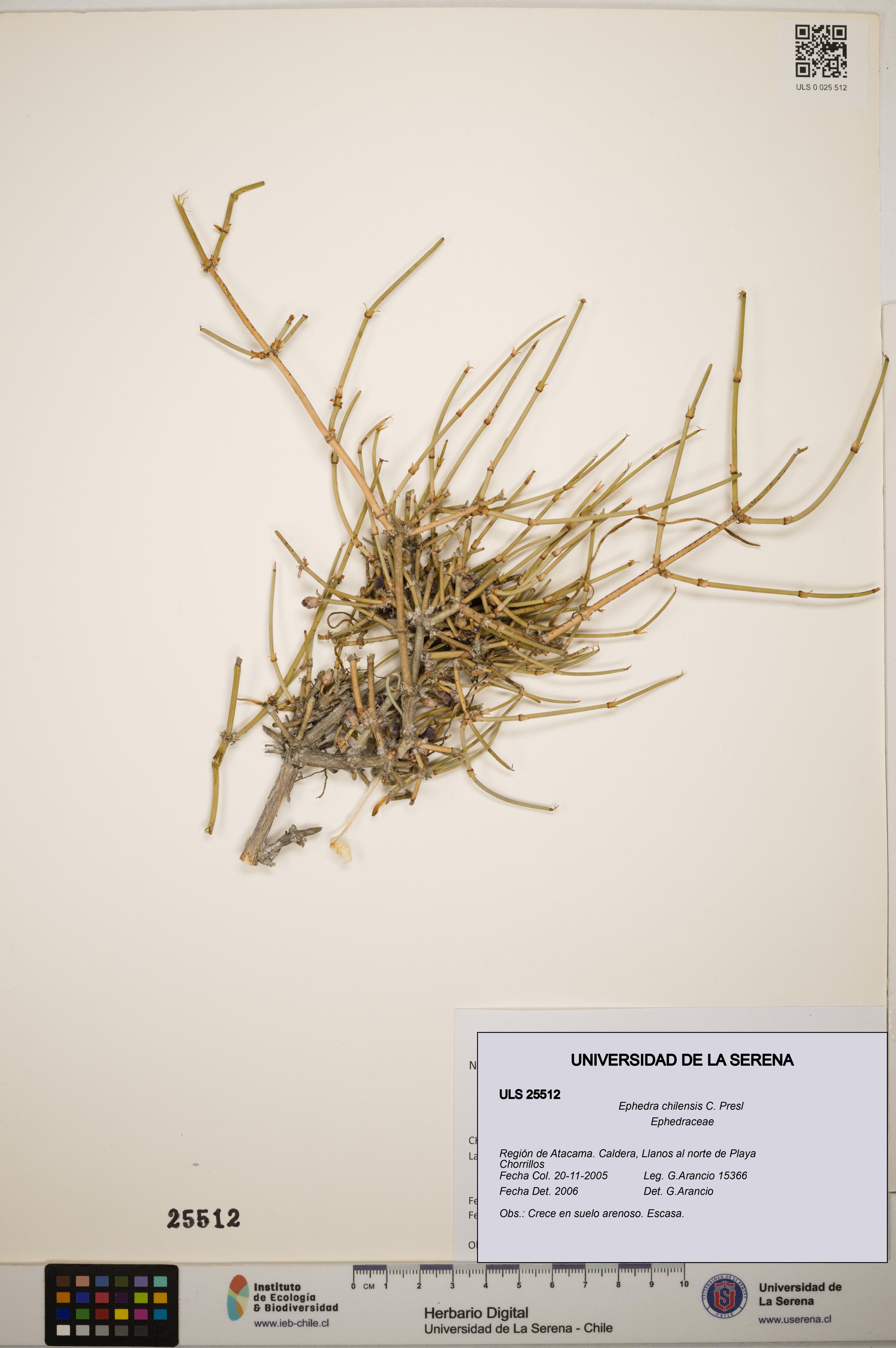 Ephedra chilensis [Espécimen: ]