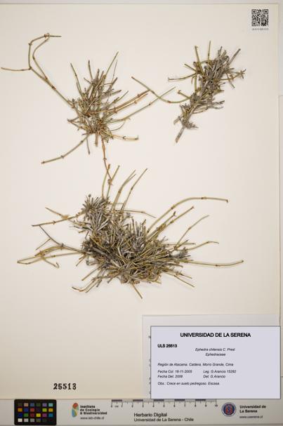 Ephedra chilensis [Espécimen: ]