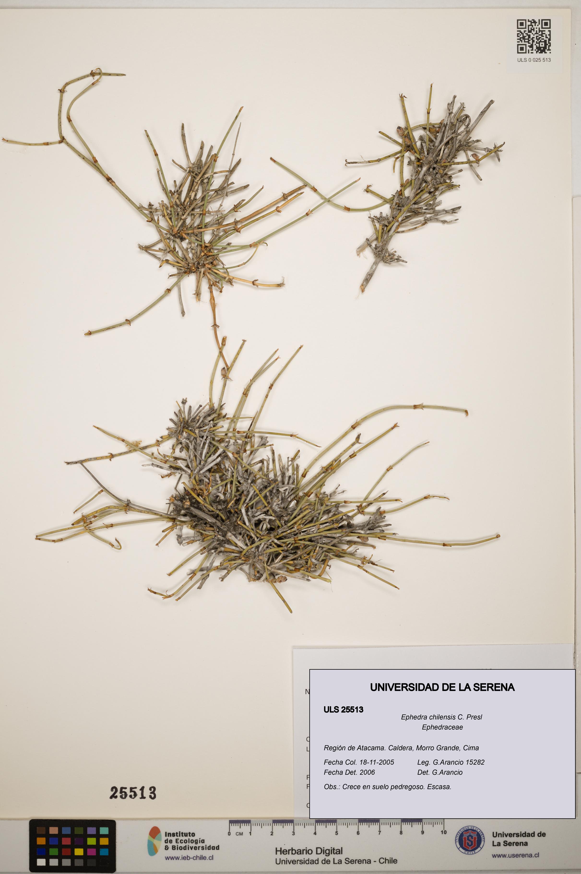 Ephedra chilensis [Espécimen: ]
