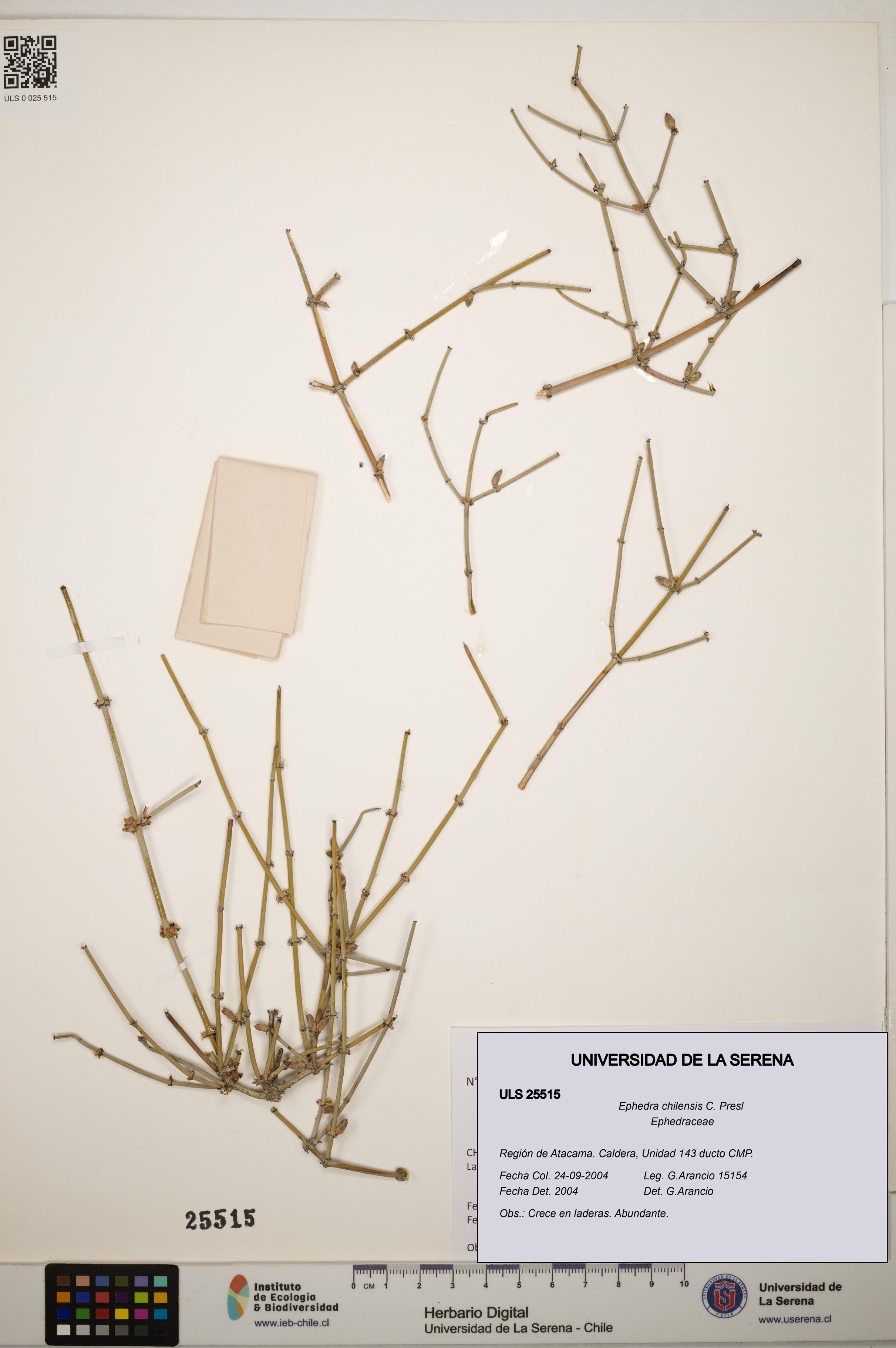 Ephedra chilensis [Espécimen: ]