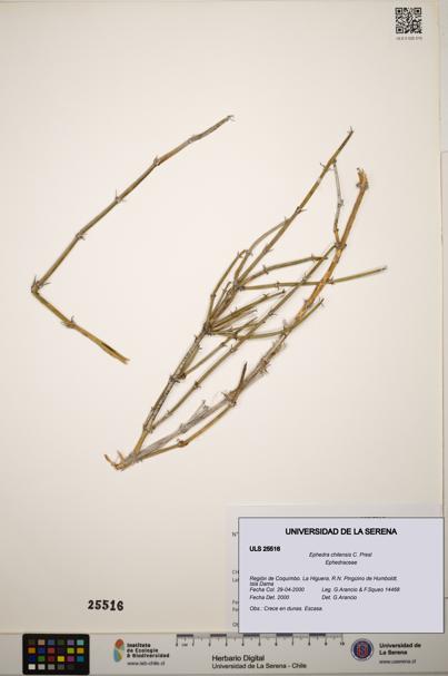 Ephedra chilensis [Espécimen: ]