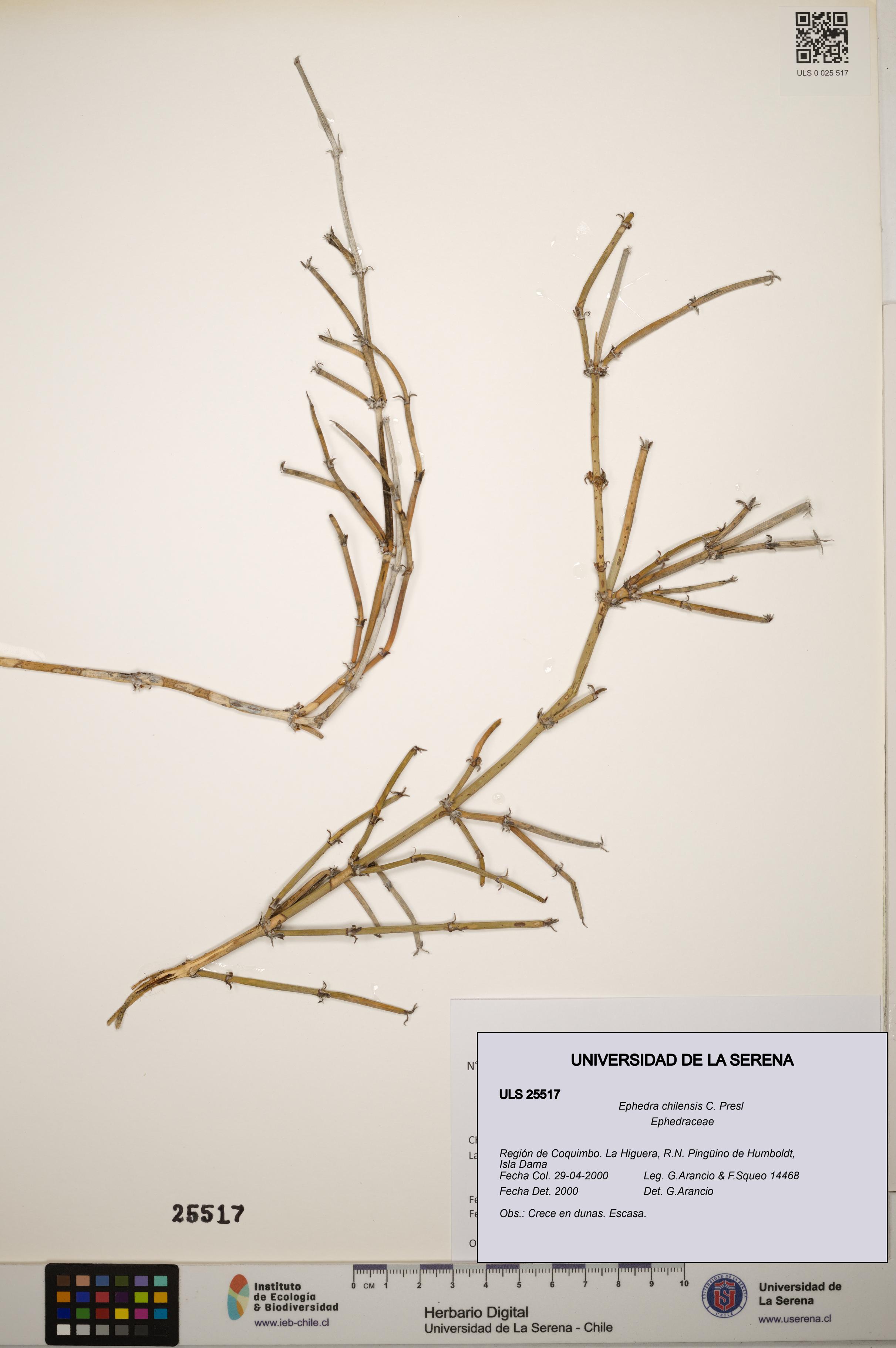 Ephedra chilensis [Espécimen: ]