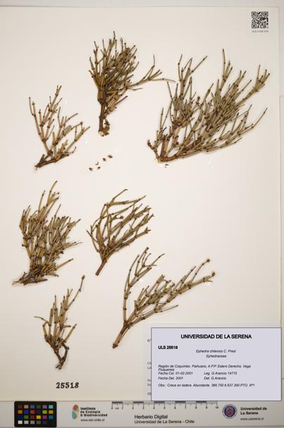 Ephedra chilensis [Espécimen: ]
