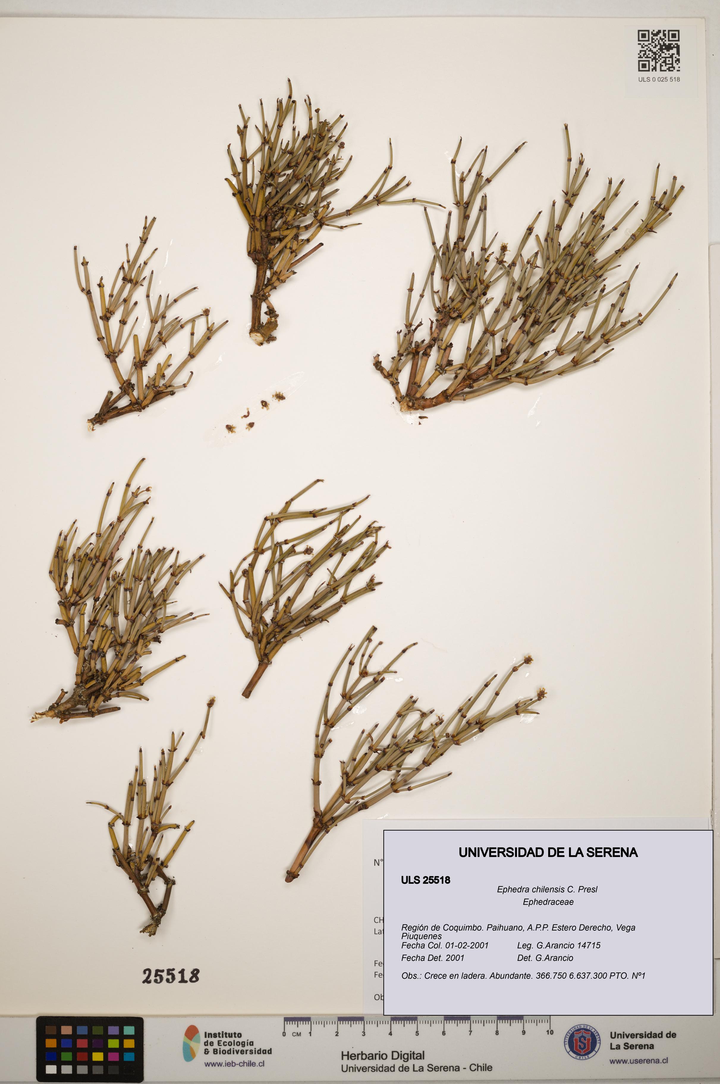 Ephedra chilensis [Espécimen: ]
