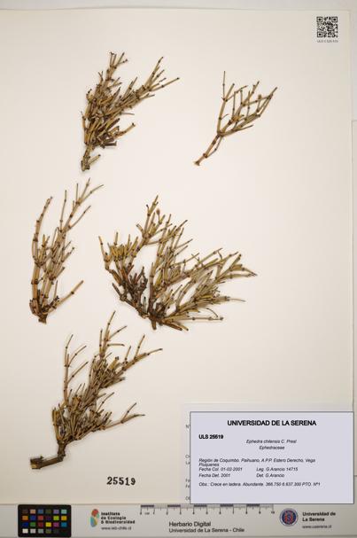 Ephedra chilensis [Espécimen: ]