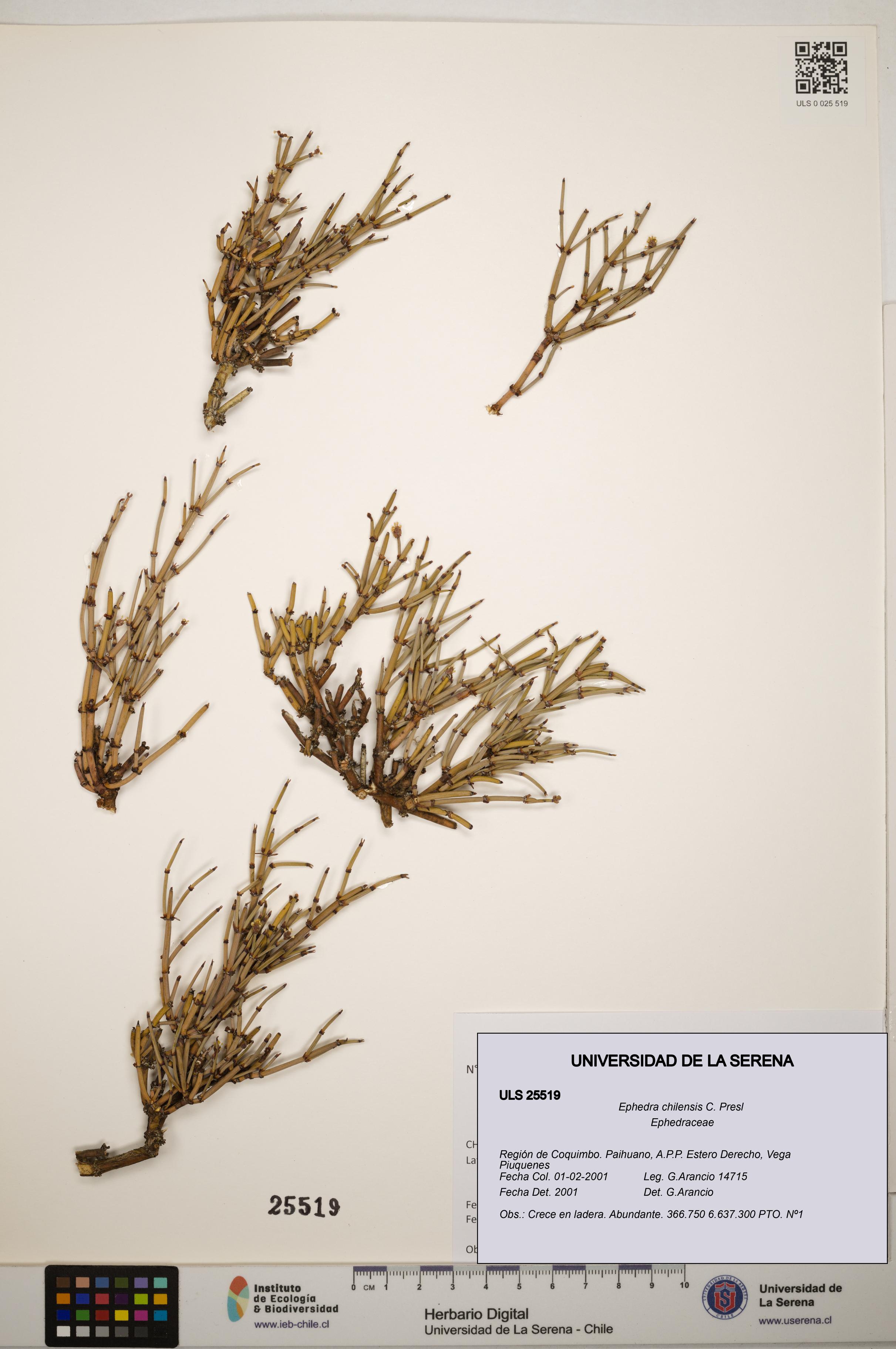 Ephedra chilensis [Espécimen: ]