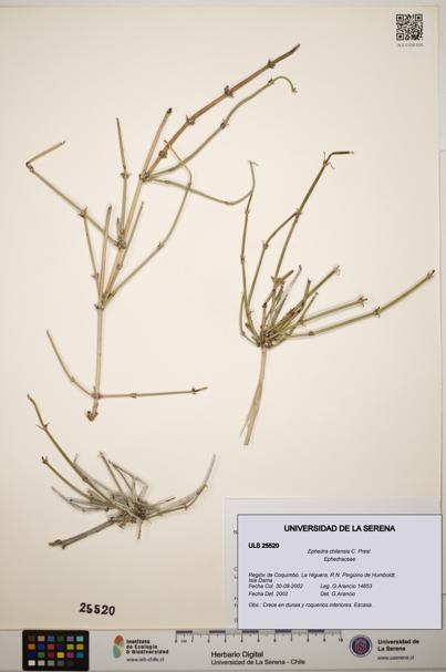 Ephedra chilensis [Espécimen: ]