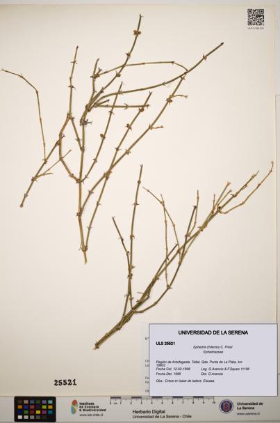 Ephedra chilensis [Espécimen: ]