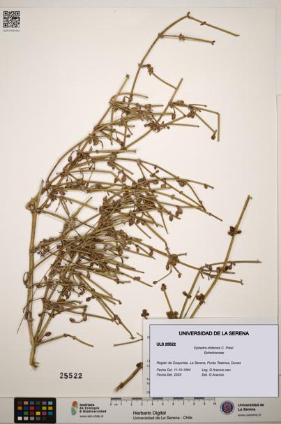 Ephedra chilensis [Espécimen: ]