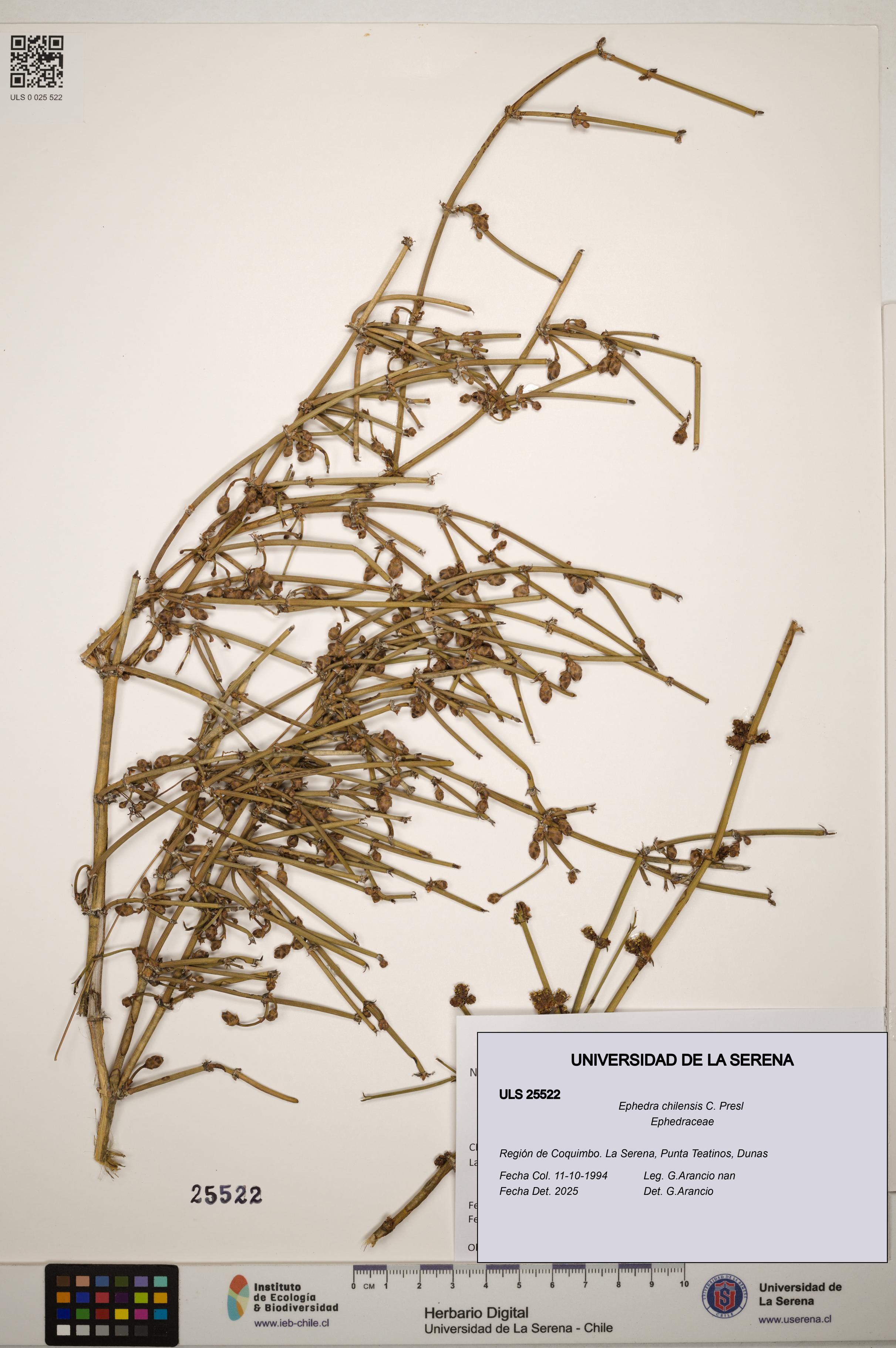 Ephedra chilensis [Espécimen: ]