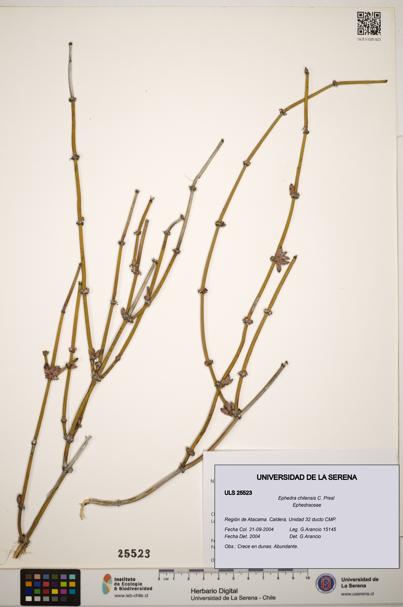 Ephedra chilensis [Espécimen: ]