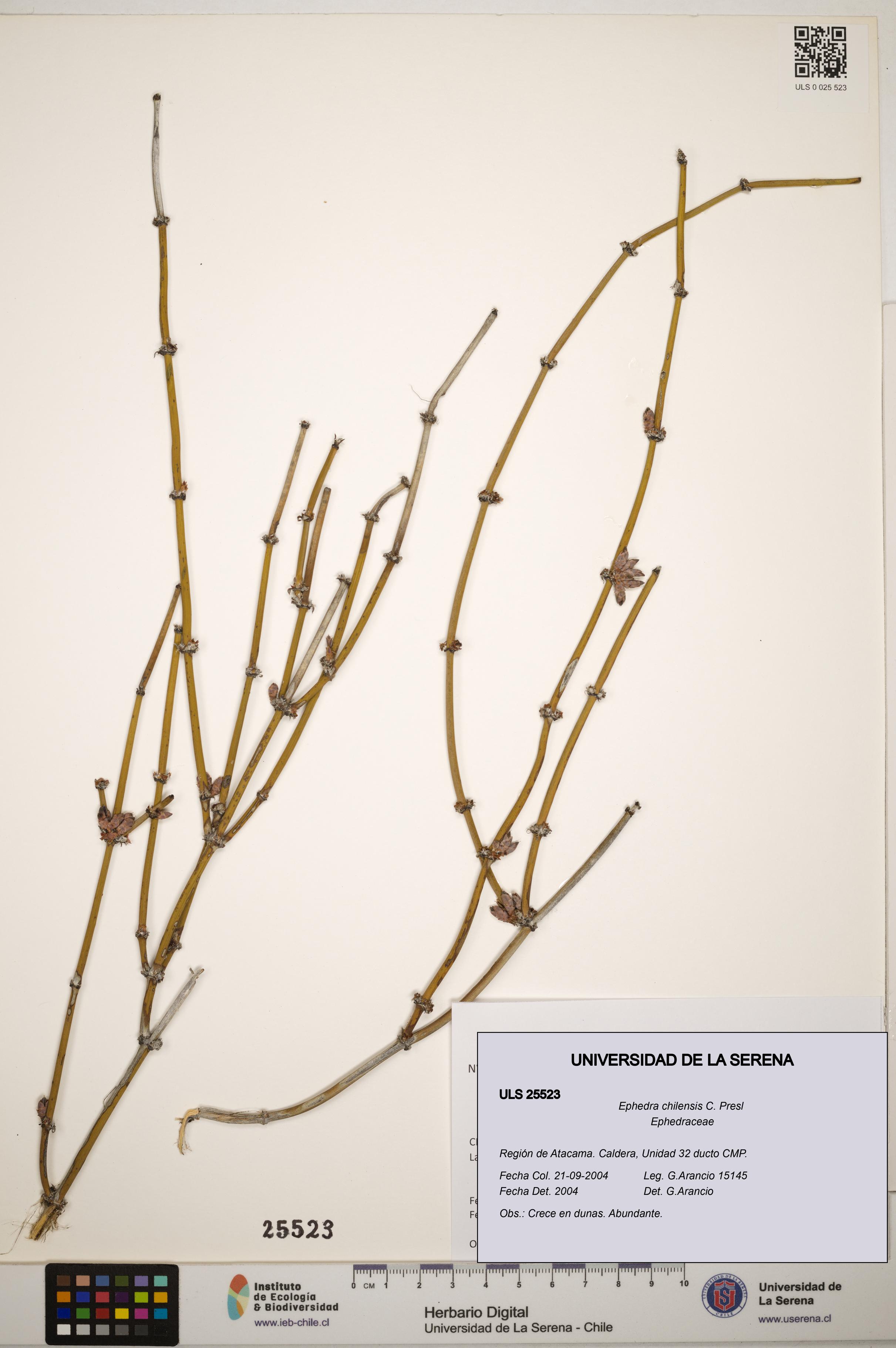 Ephedra chilensis [Espécimen: ]