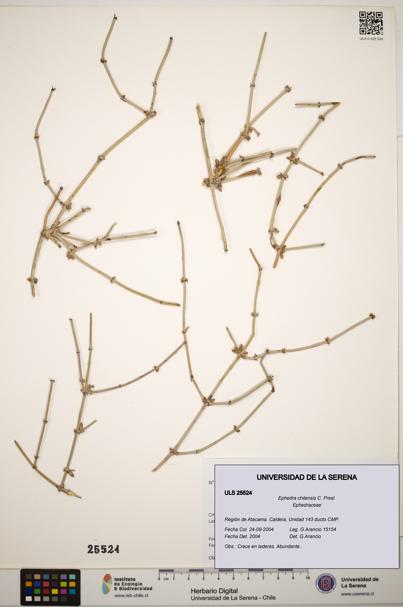 Ephedra chilensis [Espécimen: ]