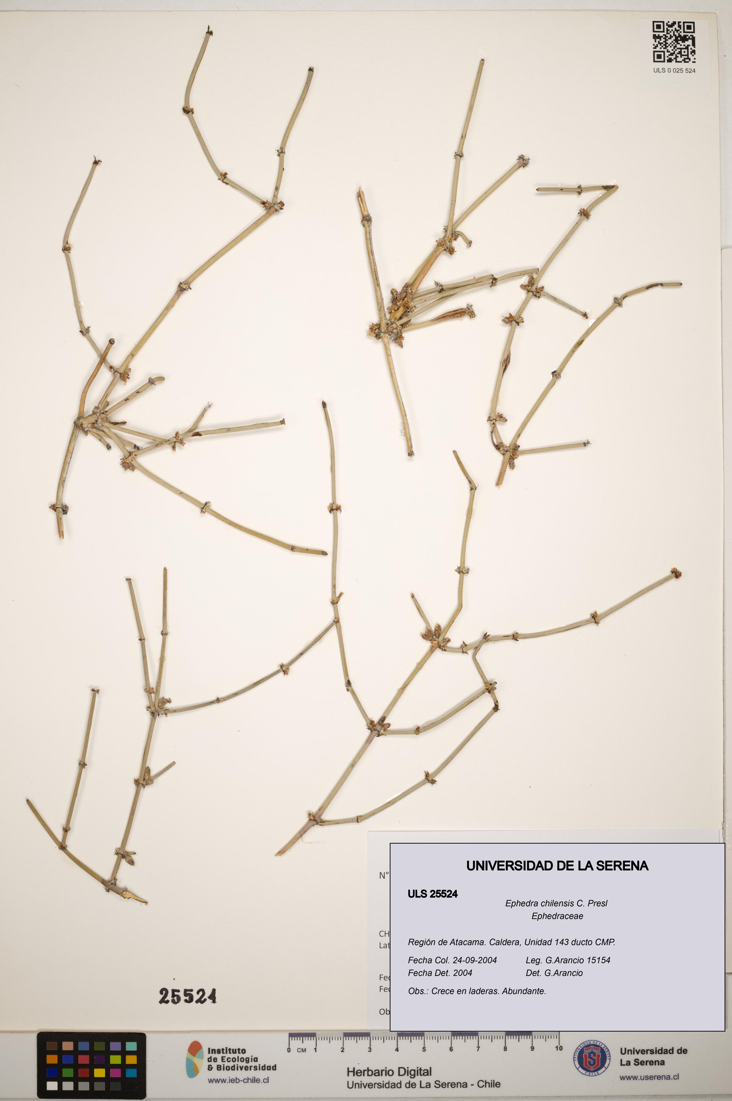 Ephedra chilensis [Espécimen: ]