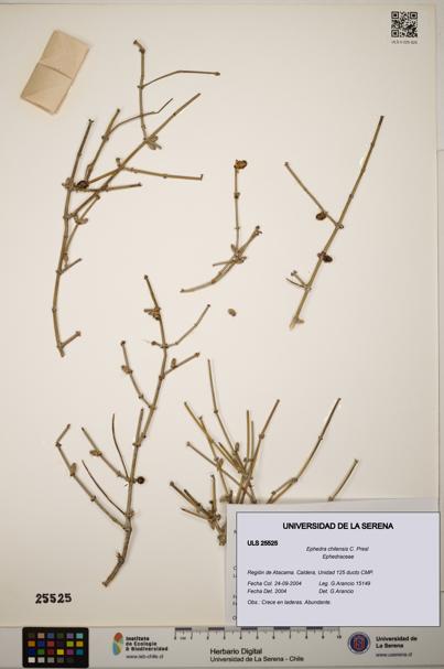 Ephedra chilensis [Espécimen: ]