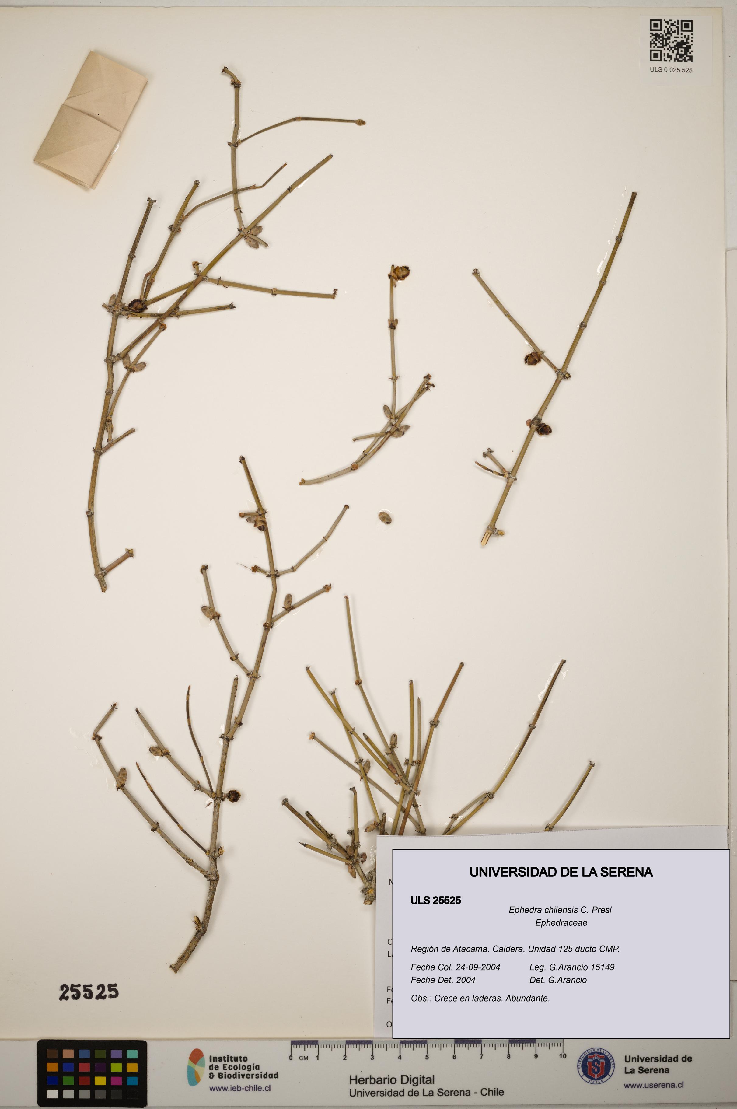 Ephedra chilensis [Espécimen: ]
