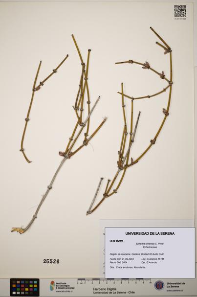 Ephedra chilensis [Espécimen: ]